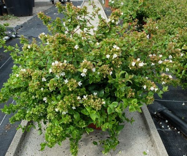 ABELIA GRANDIFLORA
