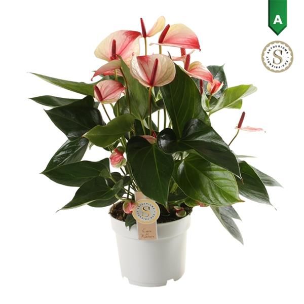 ANTHURIUM MYSTIQUE