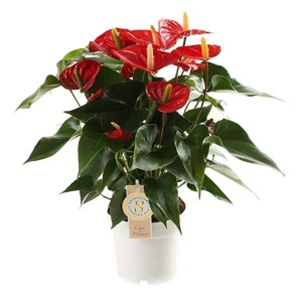 ANTHURIUM ROYAL CHAMPION
