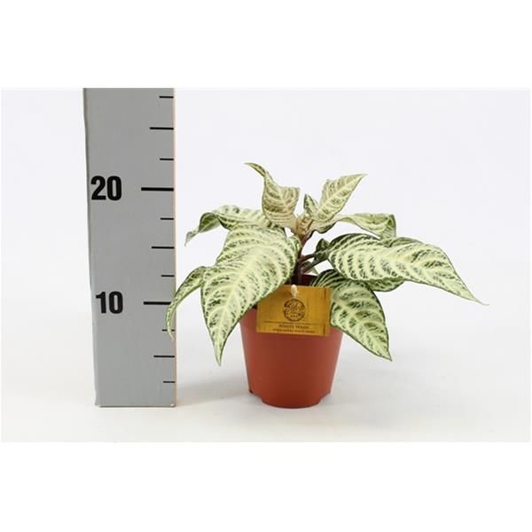 APHELANDRA WHITE WASH