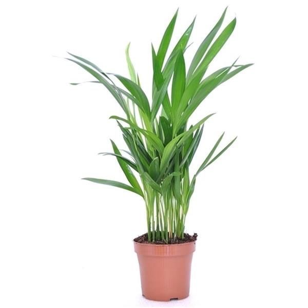 ARECA