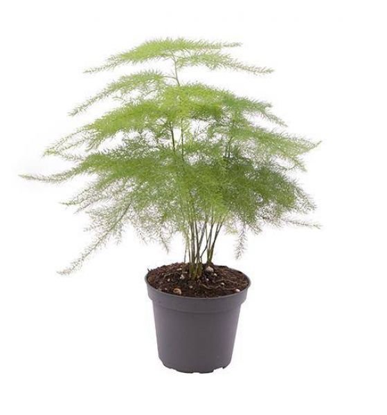 ASPARAGUS SETACEUS