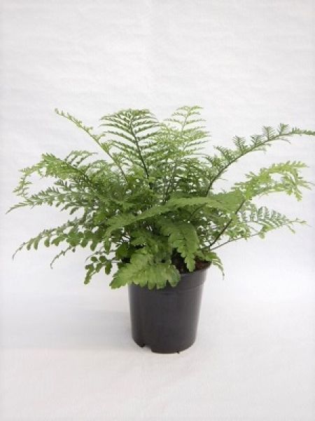 ASPLENIUM PARVATI