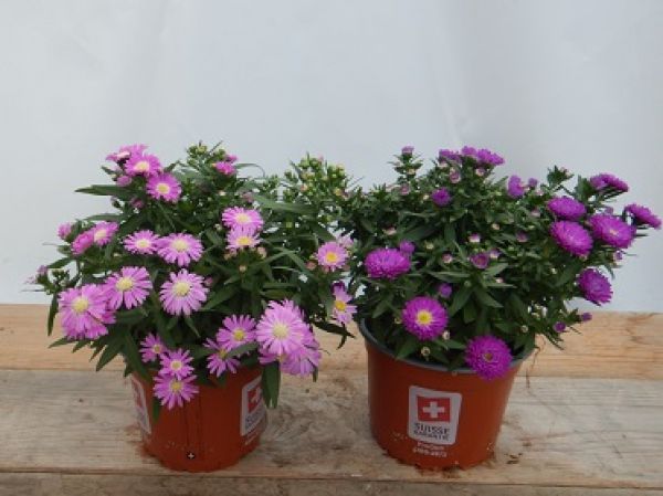 ASTER N.B.
