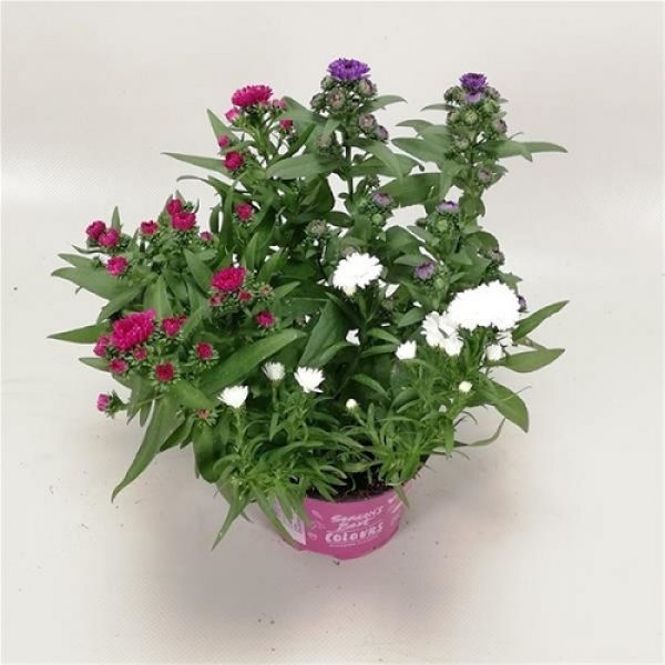ASTER SHOWMAKERS TRIO