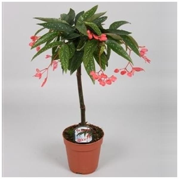 BEGONIA ALBO PICTA