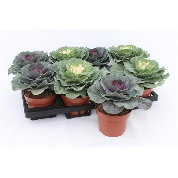 BRASSICA MIX