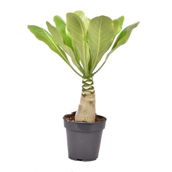 BRIGHAMIA INSIGNIS