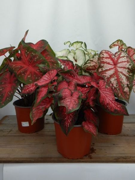 CALADIUM