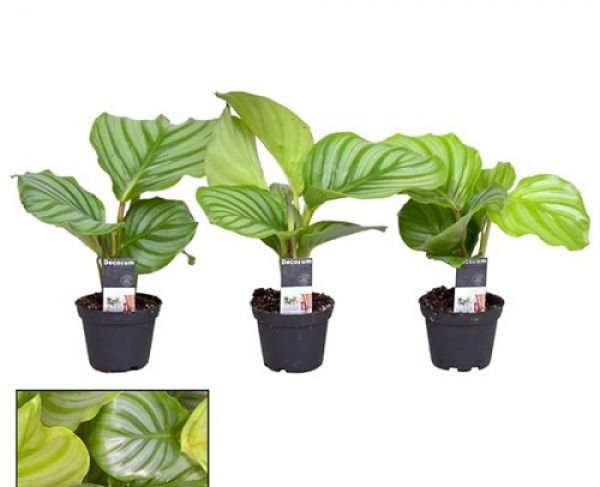 CALATHEA ORBIFOLIA