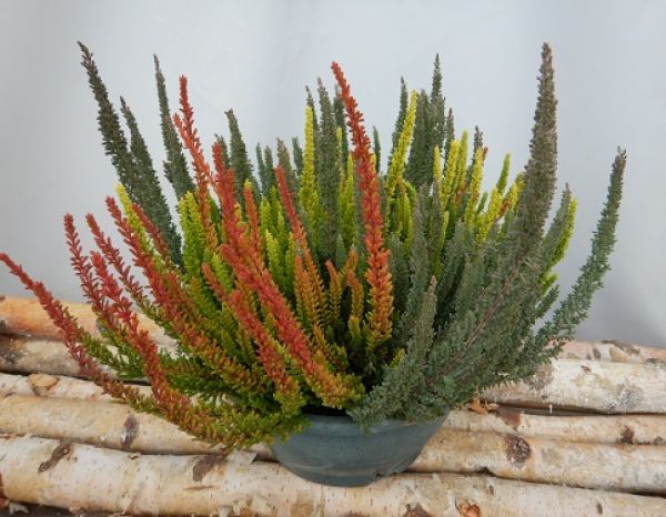CALLUNA B.L. SKYLINE