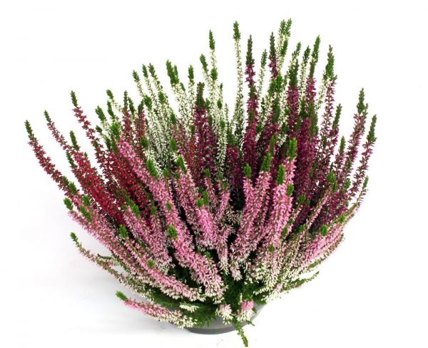 CALLUNA B.L. TRIO
