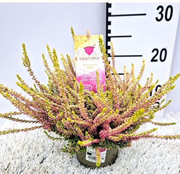 CALLUNA G.G. GOLDEN ANGIE