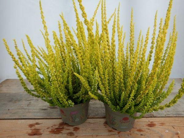 CALLUNA G.G. SUNSETLINE