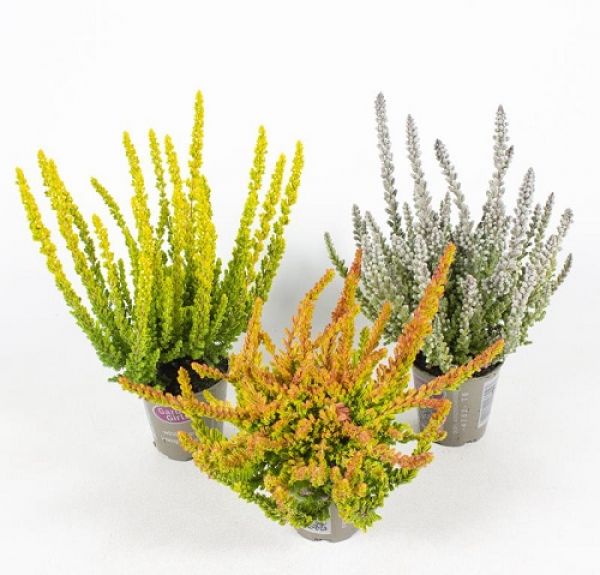 CALLUNA G.G SUNSETLINE