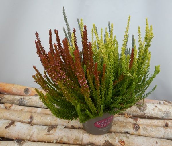 CALLUNA G.G. SUNSETLINE