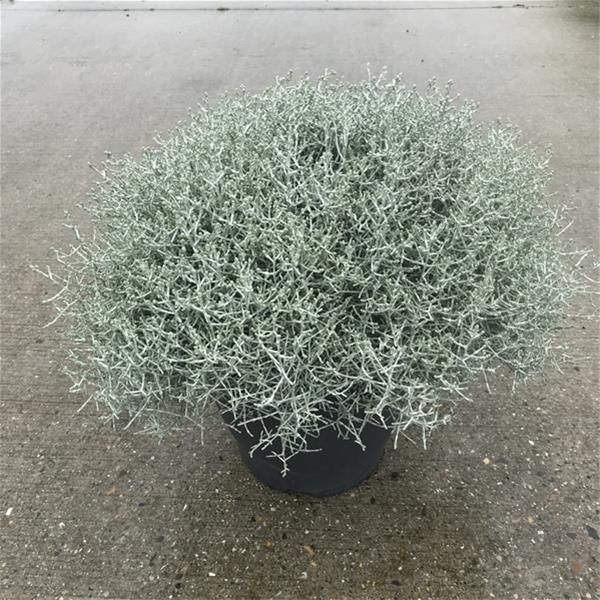 CALOCEPHALUS BROWNII