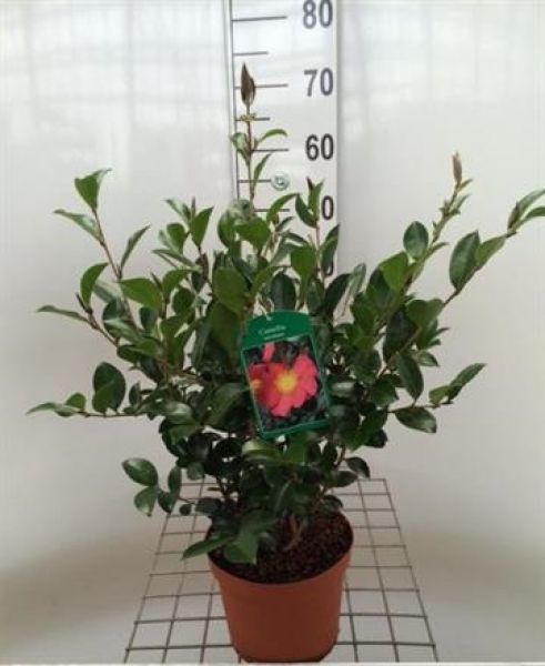 CAMELLIA SASANQUA