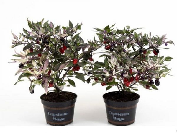CAPSICUM CALICO