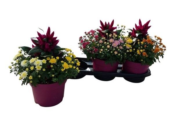 CELOSIA ABBRACCI DONNA NOVA