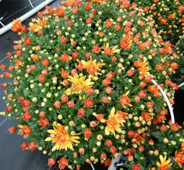 CHRYSANTHEME BOULE