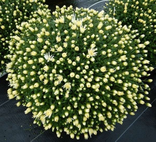 CHRYSANTHEME BOULE