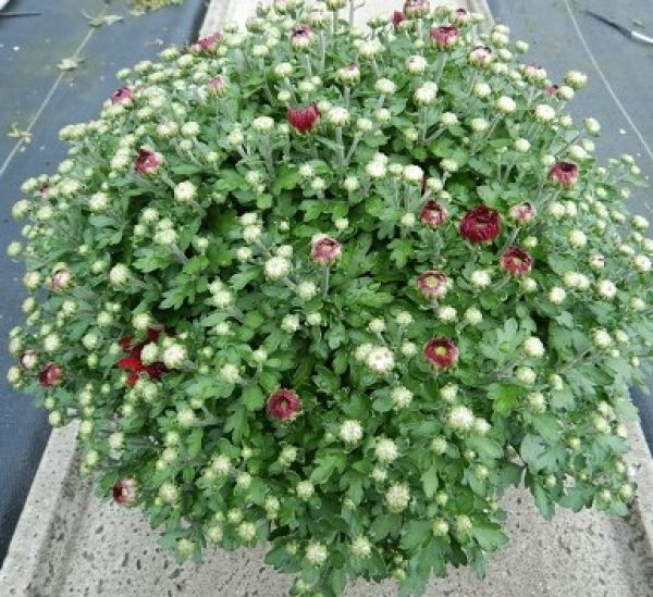 CHRYSANTHEME BOULE