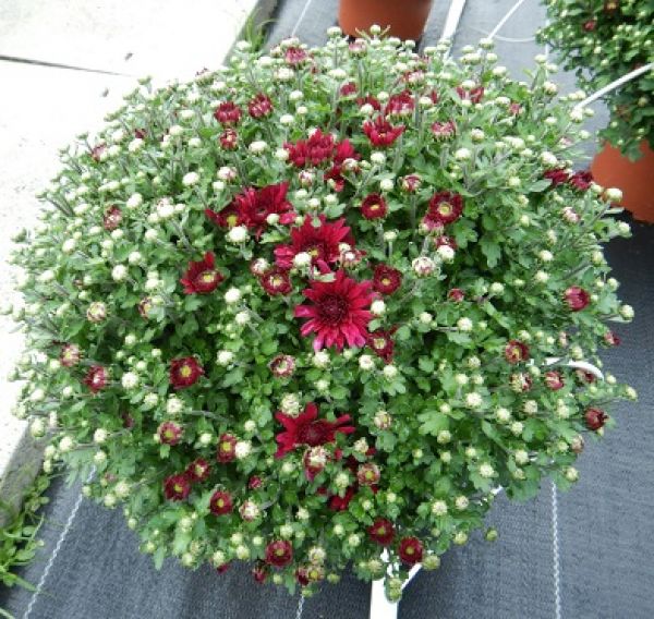 CHRYSANTHEME BOULE