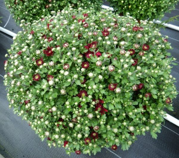 CHRYSANTHEME BOULE