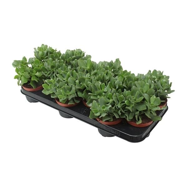 CRASSULA ARBORESCENS