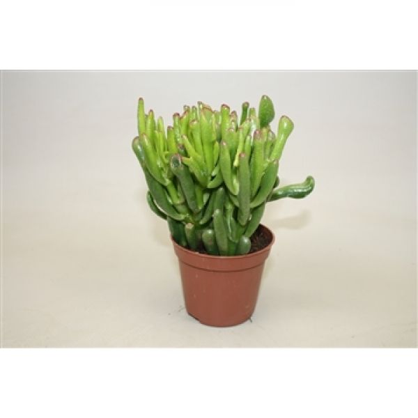 CRASSULA OVATA GOLLUM