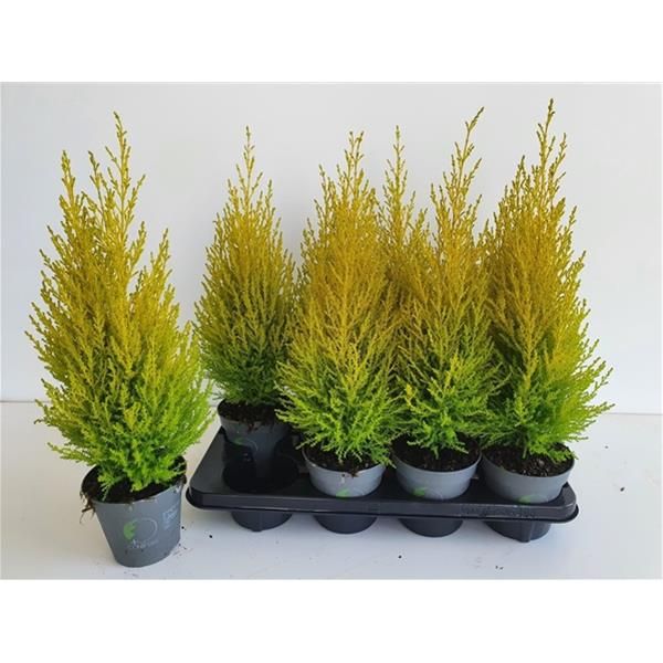 CUPRESSUS MACROCARPA GOLDCREST