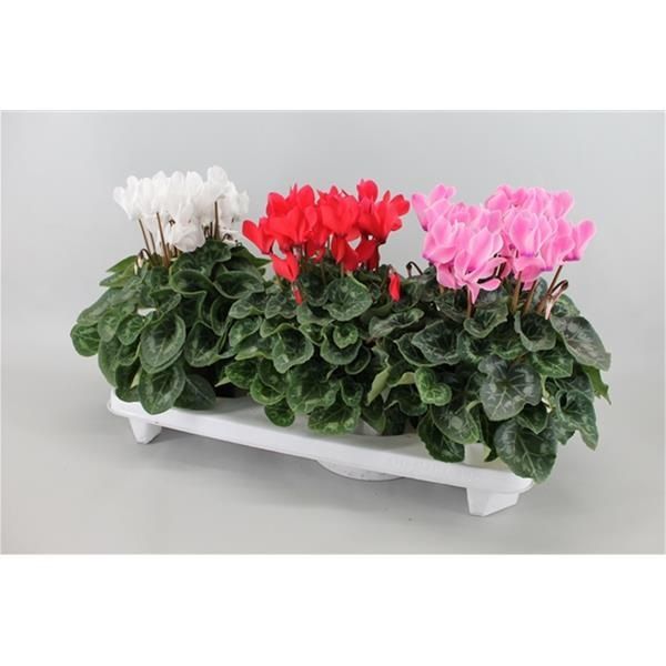 CYCLAMEN MAMMOTH