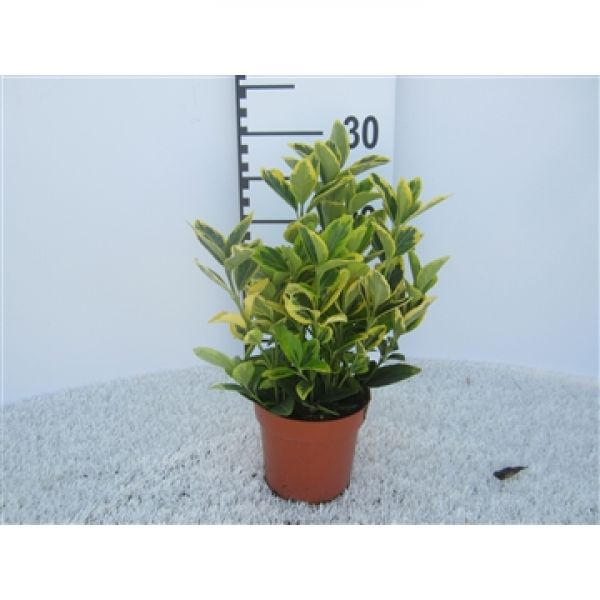 EUONYMUS JAP. AUREA