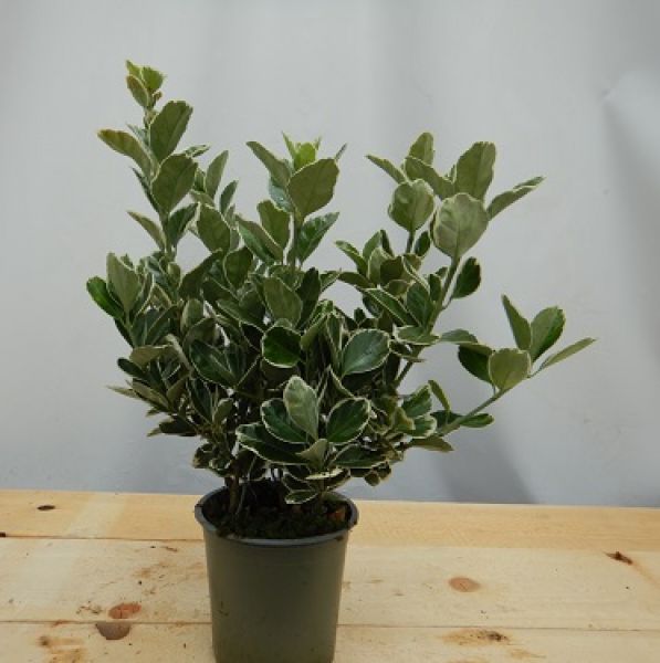 EUONYMUS JAP. KATHY