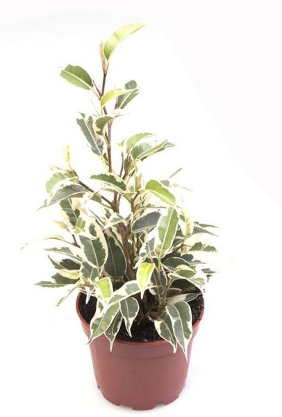 FICUS BENJAMINA SAMANTHA