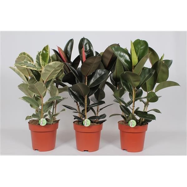 FICUS ELASTICA MIX