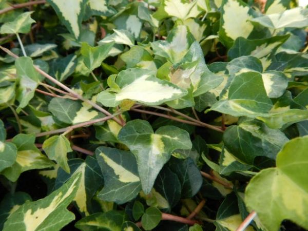 HEDERA GOLDENHEART