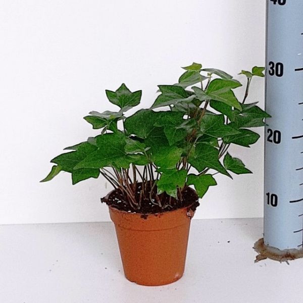 HEDERA MONTY