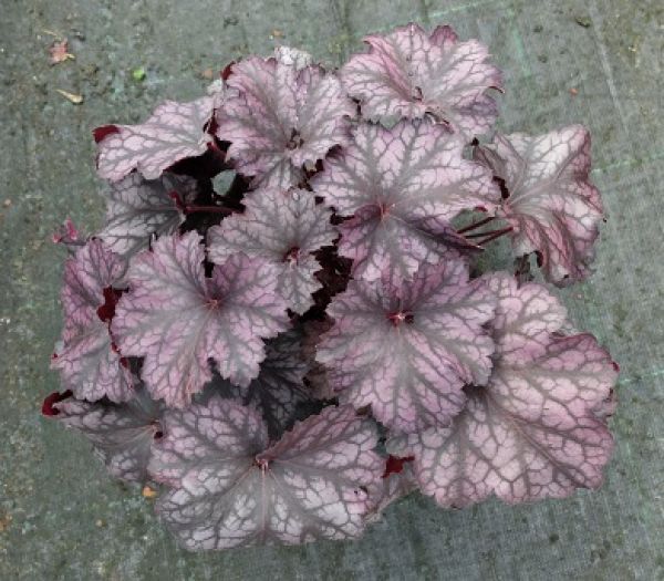 HEUCHERA ALABAMA SUNRISE