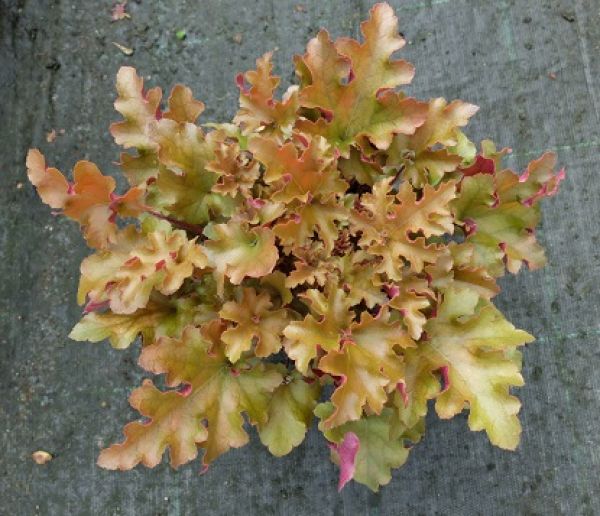 HEUCHERA CREME BRULEE