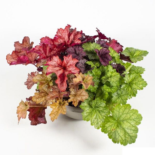 HEUCHERA TRIO