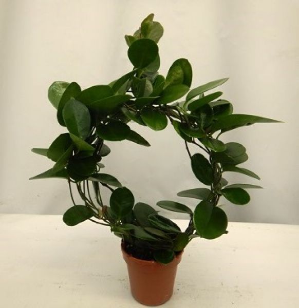 HOYA AUSTRALIS