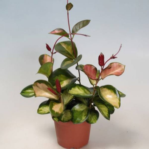 HOYA CARNOSA TRICOLOR LISA