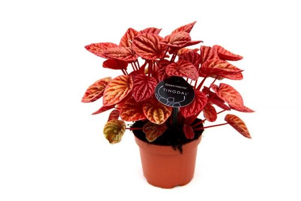 PEPEROMIA QUITO
