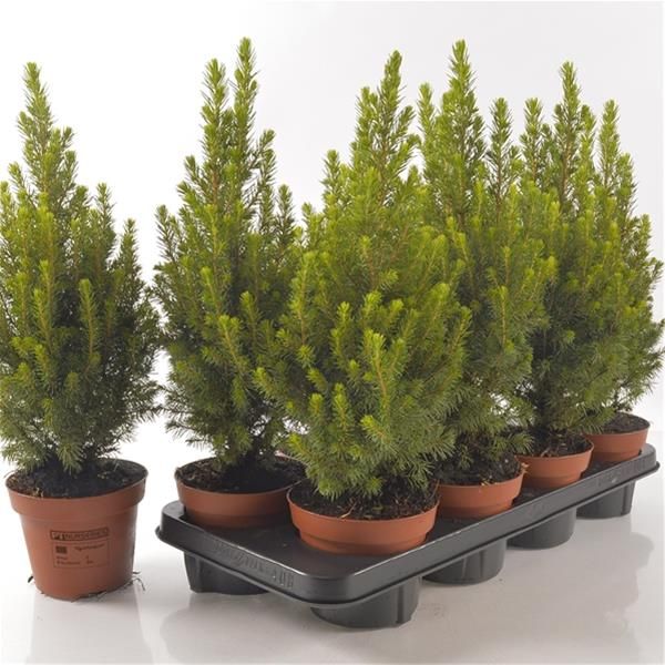 PICEA GLAUCA CONICA