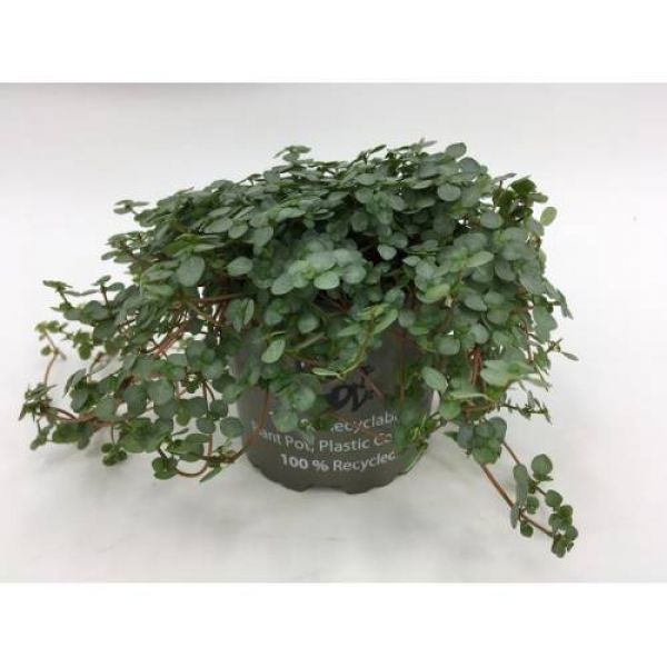 PILEA GLAUCOPHILA