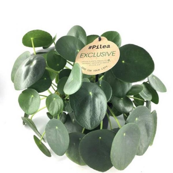PILEA PEPEROMIODES