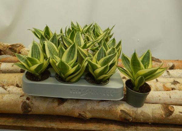 SANSEVERIA TRIFASCIATA