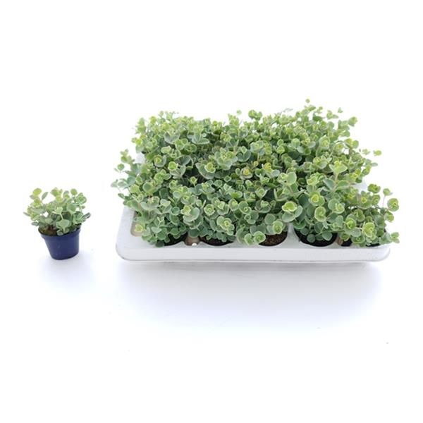 SEDUM SIEBOLDI